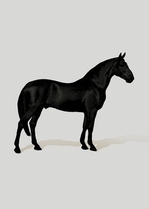 Black Horse Port. Drawing-3