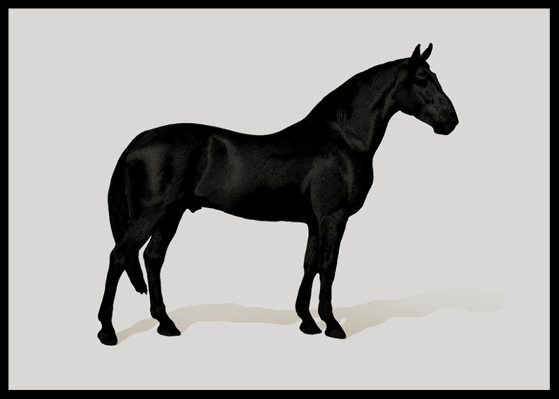 Black Horse Land. Drawing-2