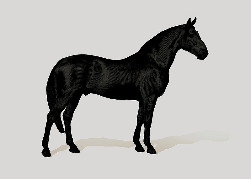Black Horse Land. Drawing-3