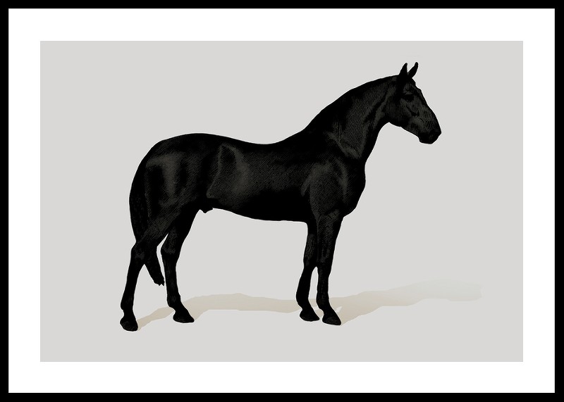 Black Horse Land. Drawing-0