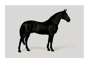 Black Horse Land. Drawing-1