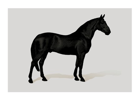 Poster Black Horse Land. Drawing