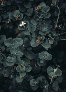 Dark And Green Botanical-3