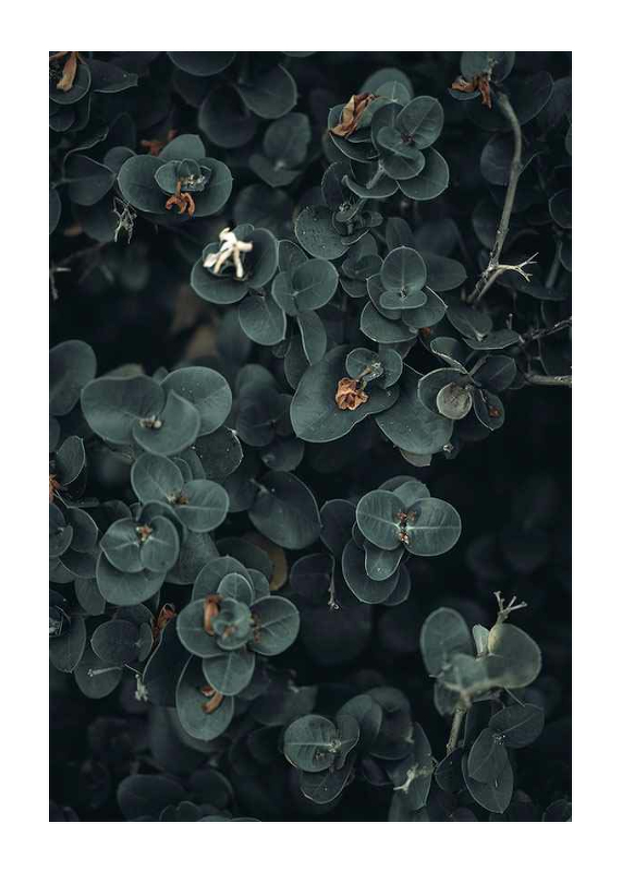 Dark And Green Botanical-1