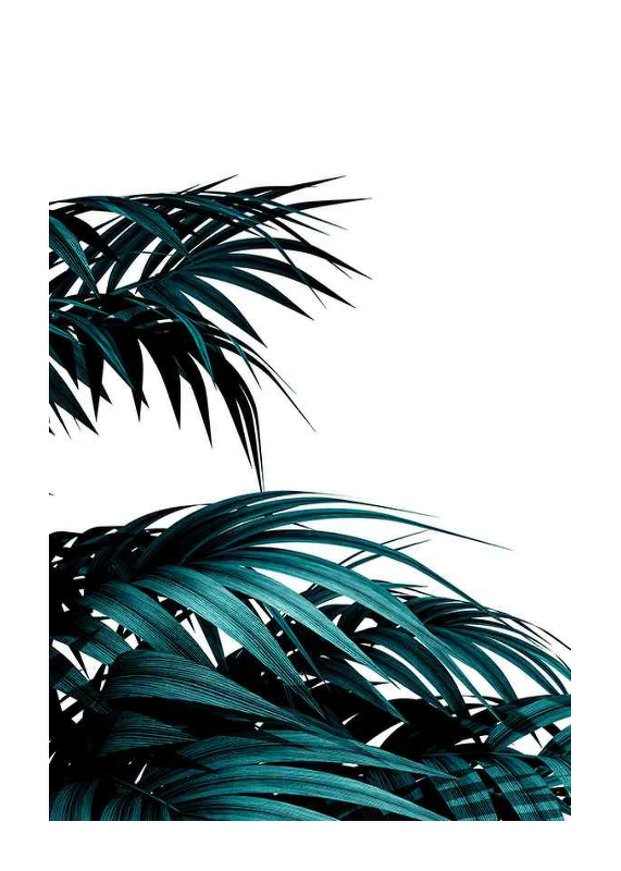 Palm Leaves Modern-1