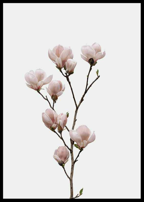 Magnolia Flower-2