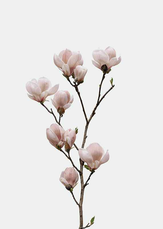 Magnolia Flower-3