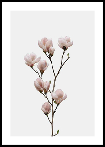 Magnolia Flower-0