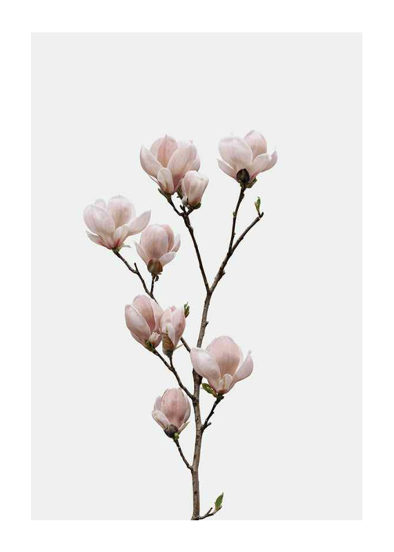 Magnolia Flower-1