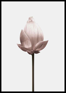 Lotus Flower-2