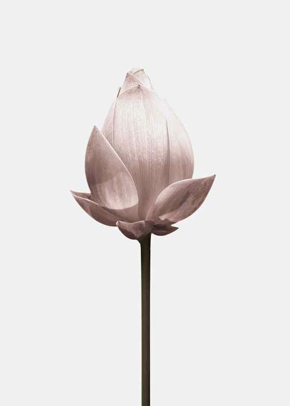 Lotus Flower-3