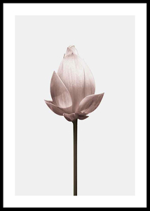 Lotus Flower-0