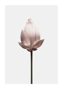 Lotus Flower-1