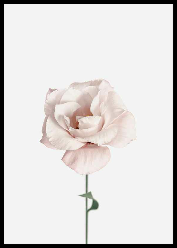Pink Rose No1-2