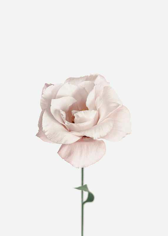 Pink Rose No1-3