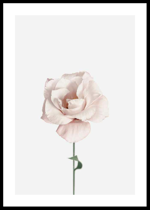 Pink Rose No1-0