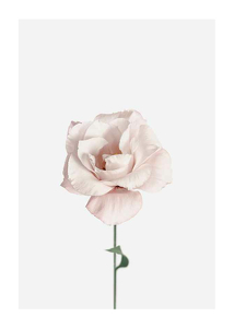 Pink Rose No1-1