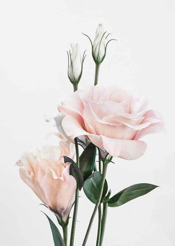 Rose Bouquet No1-3