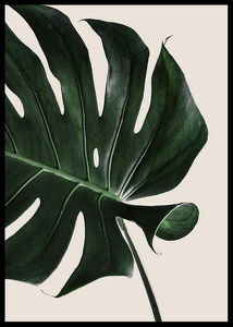 Monstera Two-2