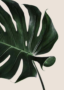 Monstera Two-3