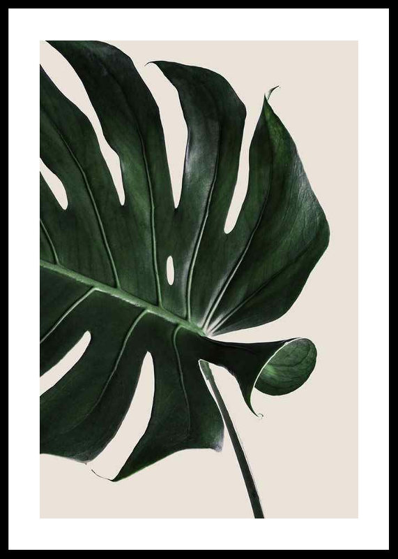 Monstera Two-0
