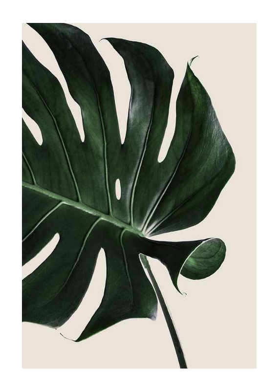 Monstera Two-1