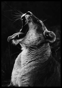 Yawning Lion-2