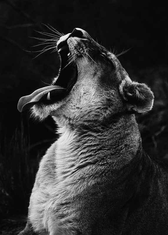 Yawning Lion-3