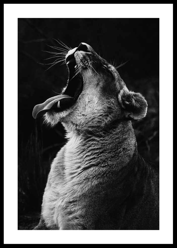Yawning Lion-0