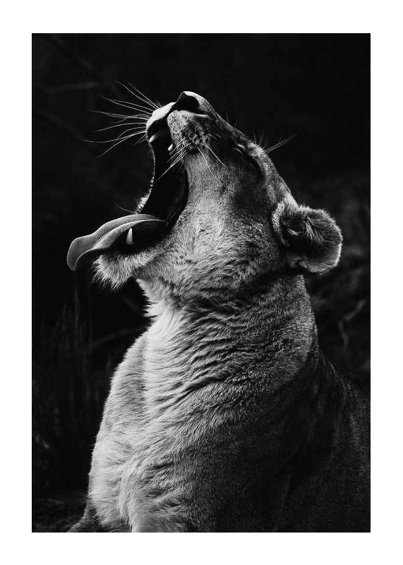 Yawning Lion-1
