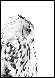 Snow Owl-2