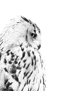 Snow Owl-3