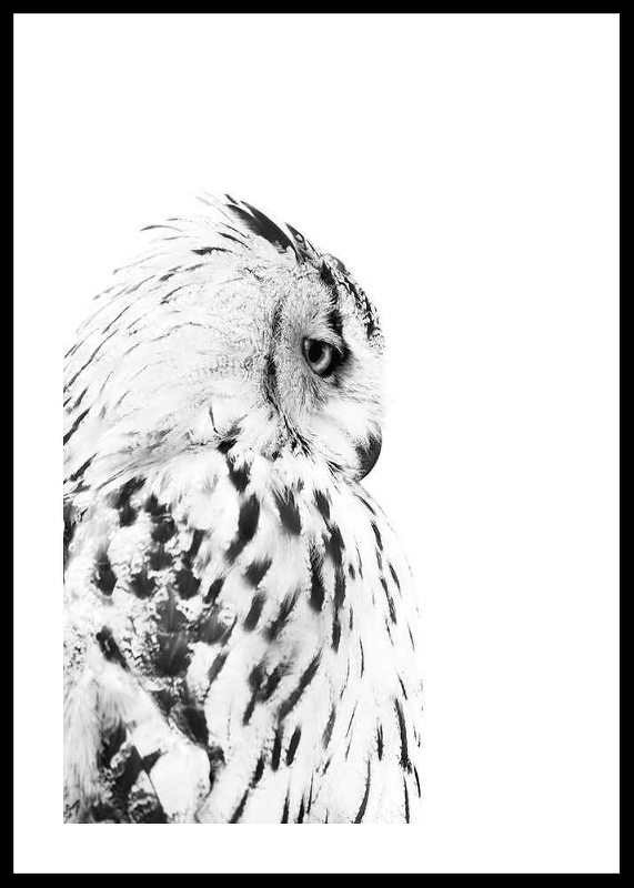 Snow Owl-0