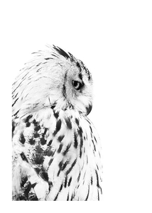 Snow Owl-1