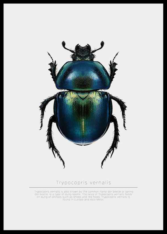 Beetle Display-2