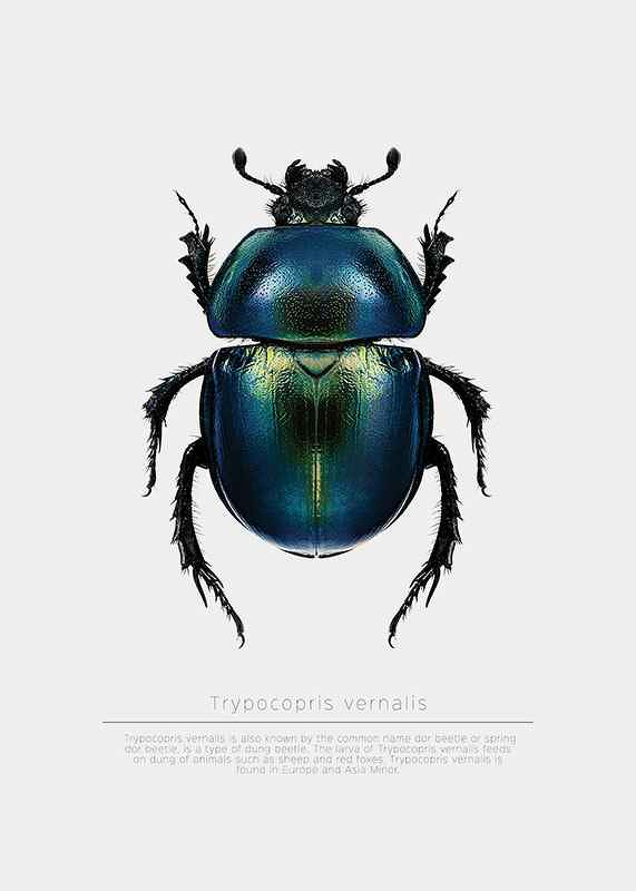 Beetle Display-3