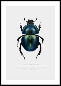 Beetle Display-0