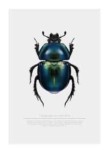 Beetle Display-1