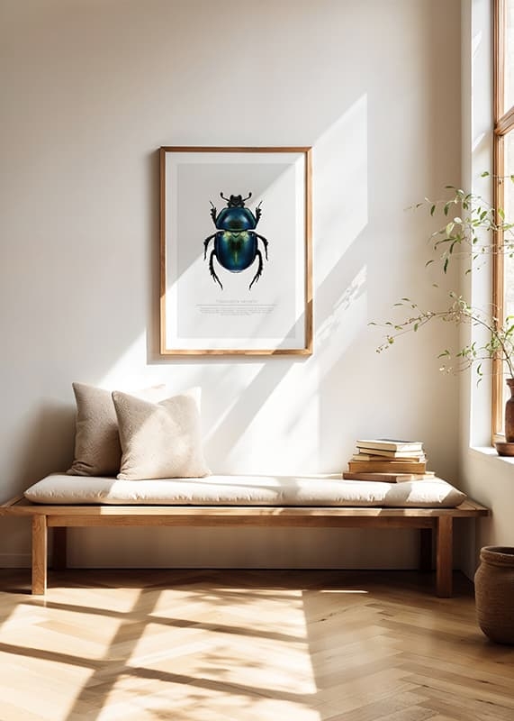 Beetle Display-4