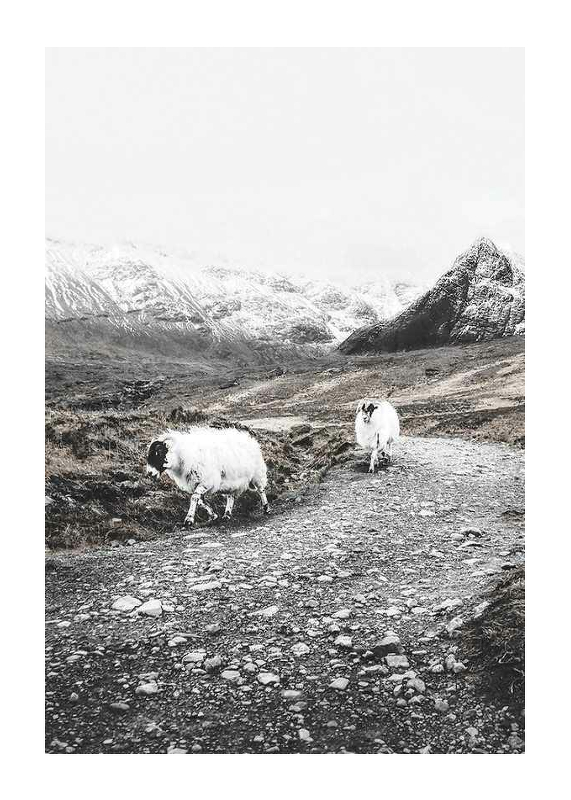 Winter Goats-1