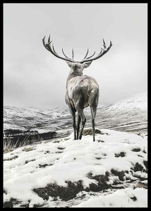 Winter Roe Deer-2