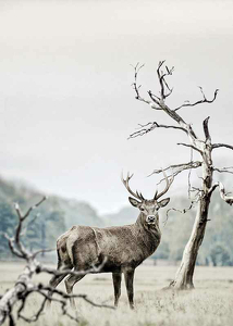 Winter Deer-3
