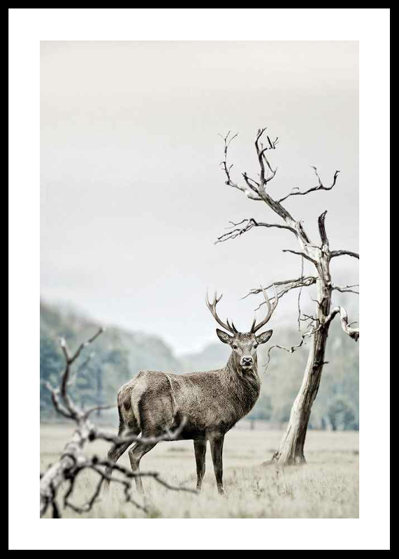 Winter Deer-0