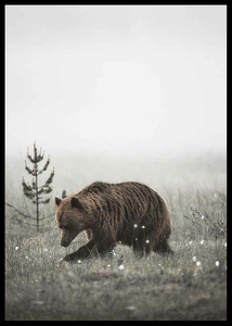 Winter Bear-2
