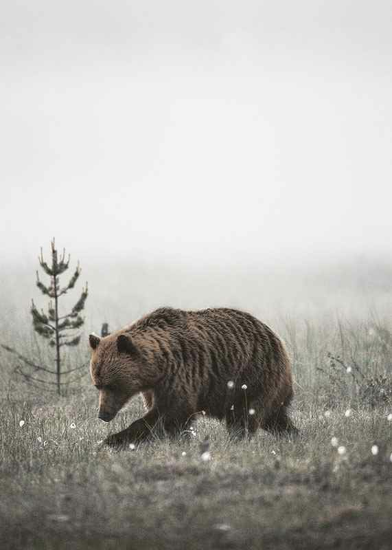 Winter Bear-3