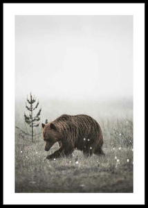 Winter Bear-0