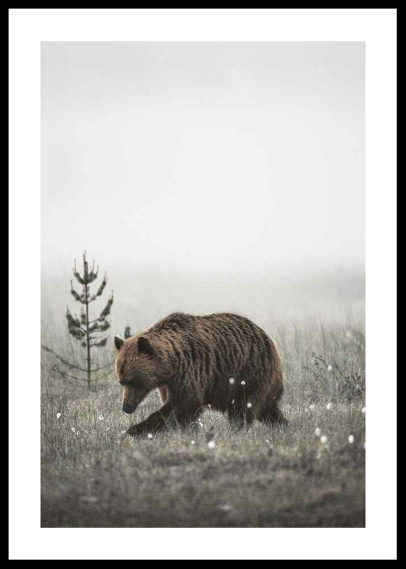 Winter Bear-0