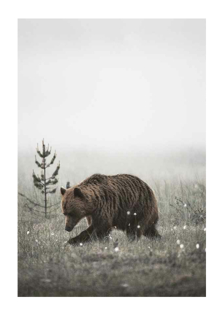 Poster Winter Bear