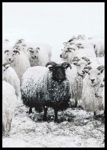 Winter Sheep-2
