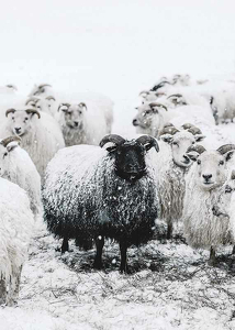 Winter Sheep-3